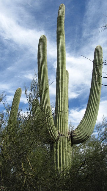 arizona