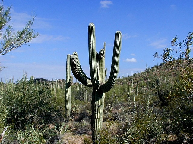 arizona