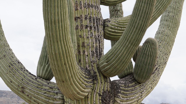 arizona