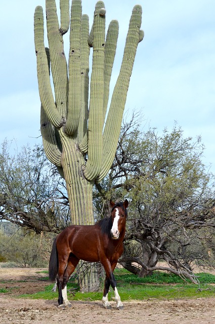 arizona