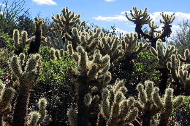 arizona