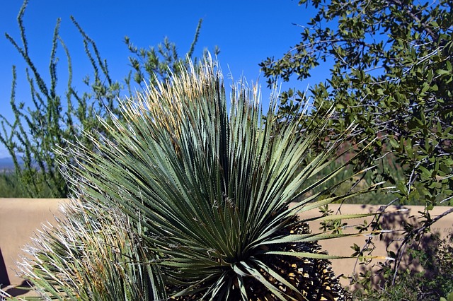 arizona landscape