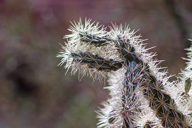 arizona landscape