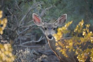 arizona-landscape-640x480-87587678.jpeg