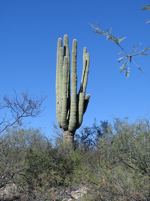 arizona landscape