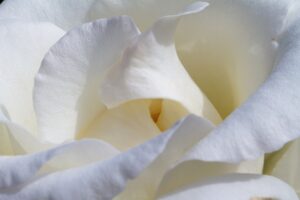 beauty-640x480-3390698.jpeg