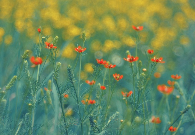beauty-640x480-37365861.jpeg