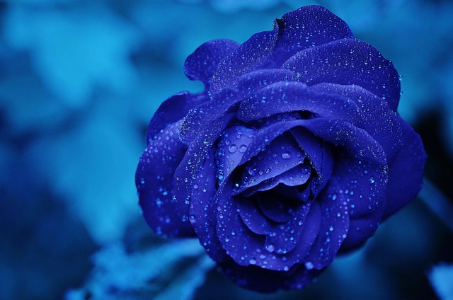 beauty