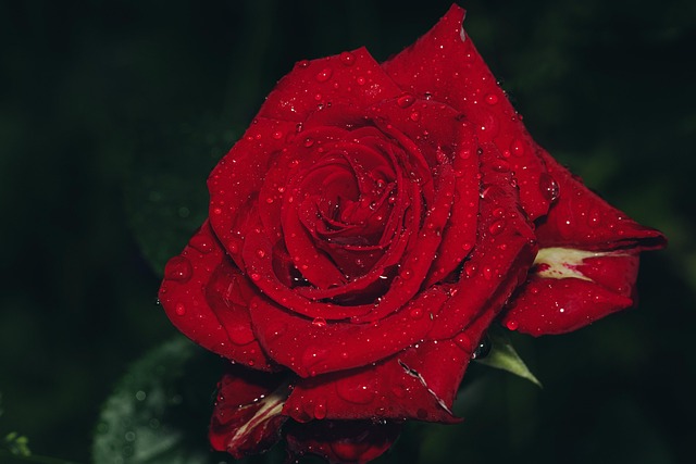 beauty