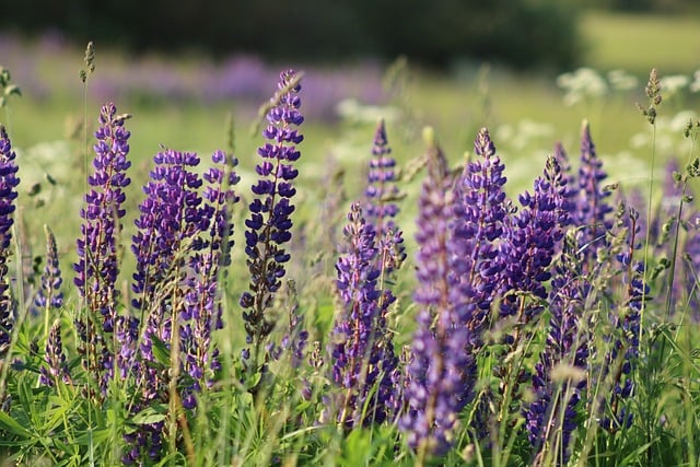beauty-640x480-719362.jpeg