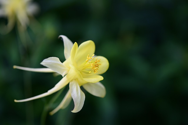 beauty-640x480-79623583.jpeg