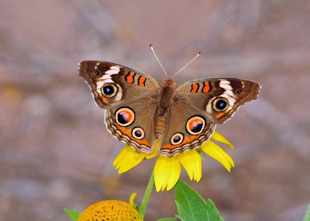 beauty