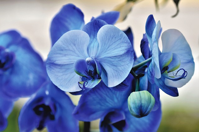 blue