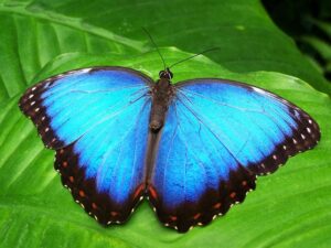 blue-640x480-18055424.jpeg