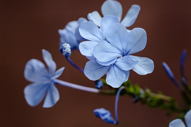 blue