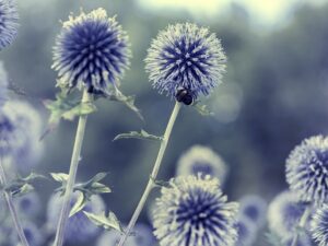blue-640x480-18880304.jpeg