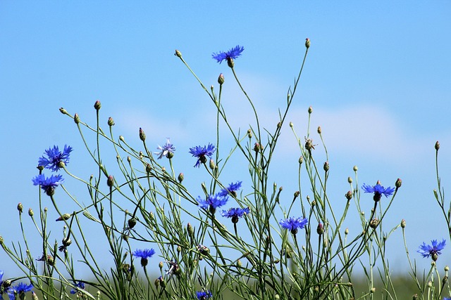 blue