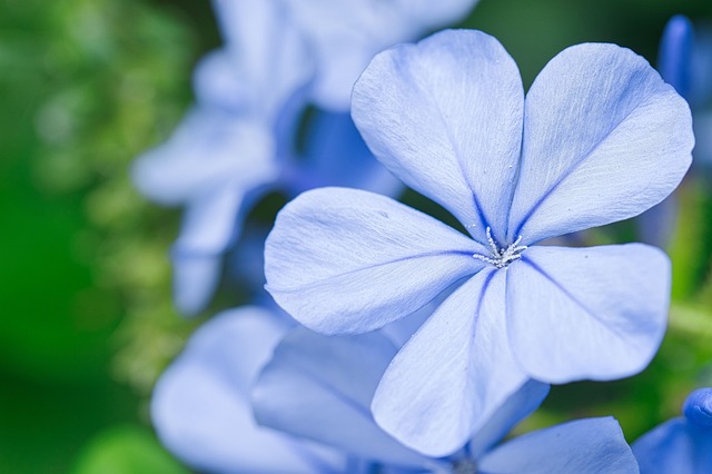 blue