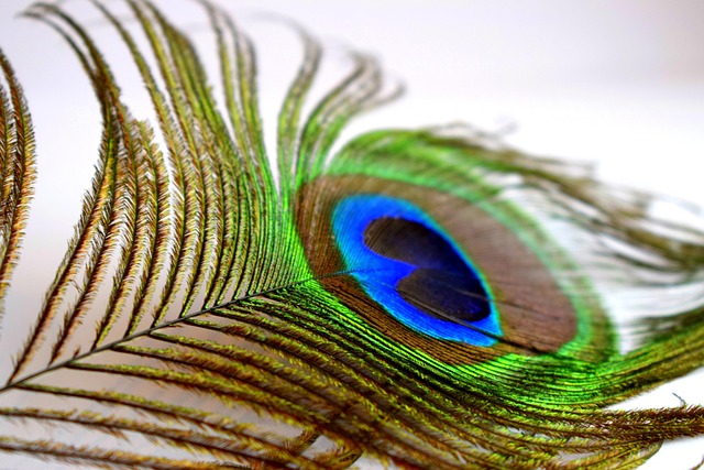 blue-640x480-47953065.jpeg
