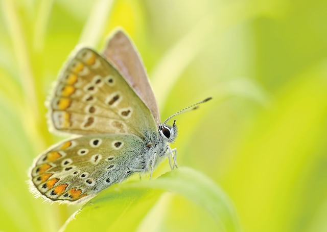 blue-640x480-50396972.jpeg