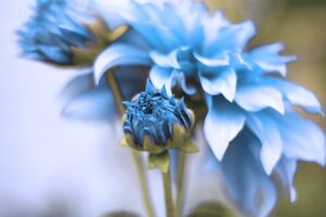 blue-640x480-5623827.jpeg