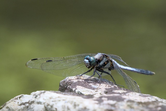 blue-640x480-59004338.jpeg