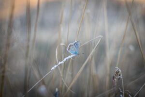 blue-640x480-60944982.jpeg