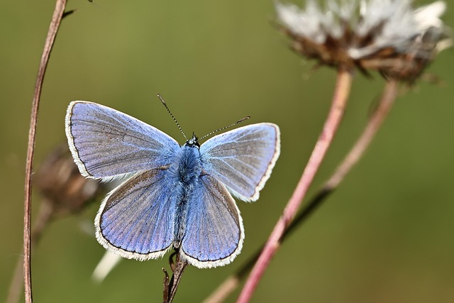 blue