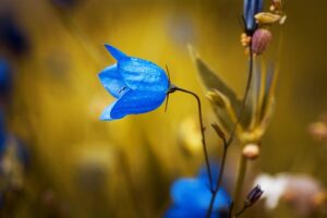 blue-640x480-7896095.jpeg