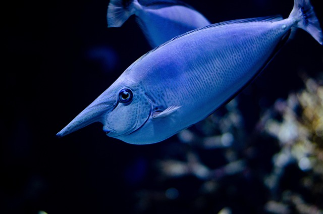 blue