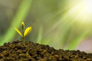 Named Entity Indexing: Unlocking SEO Potential with Enhanced Metadata