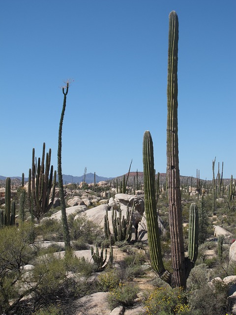 desert-640x480-28973851.jpeg