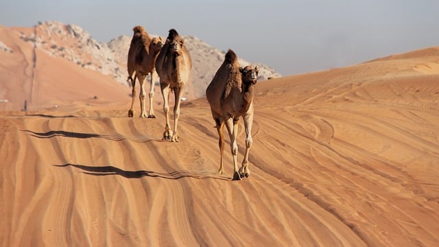 desert