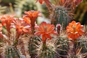 desert-640x480-80506254.jpeg