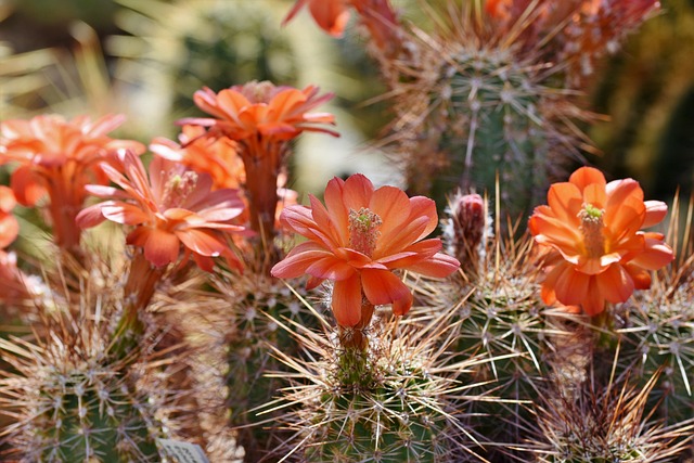 desert-640x480-80506254.jpeg