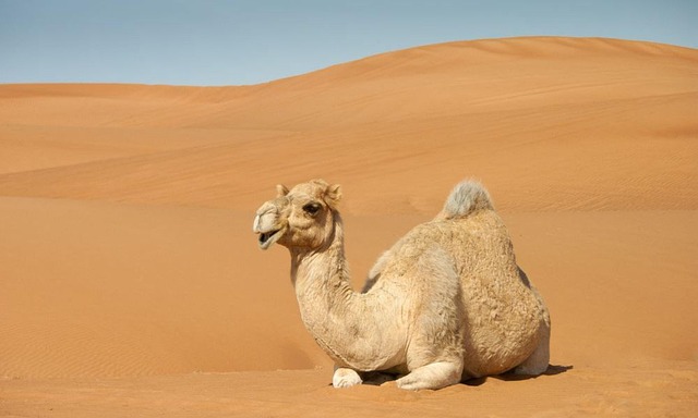 desert