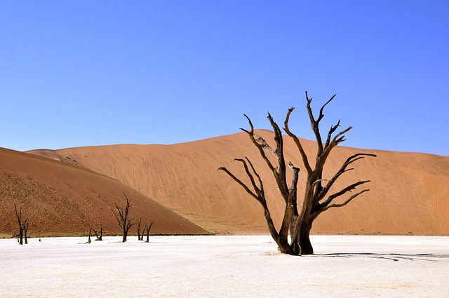 desert landscape