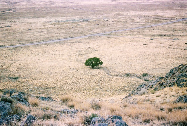 desert landscape