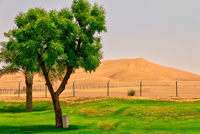 desert landscape