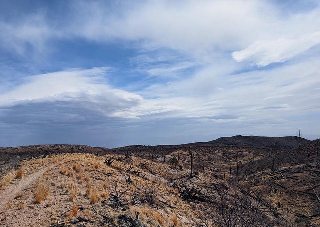desert landscape