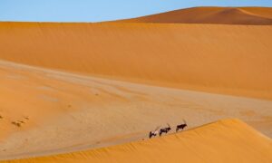 desert-landscape-640x480-80690529.jpeg