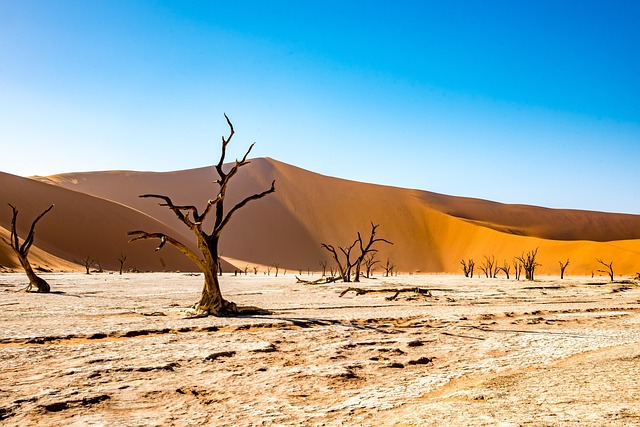 desert landscape