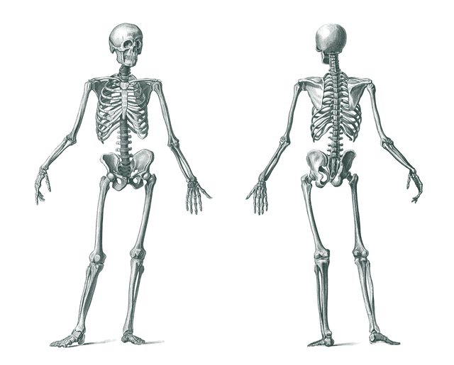 human