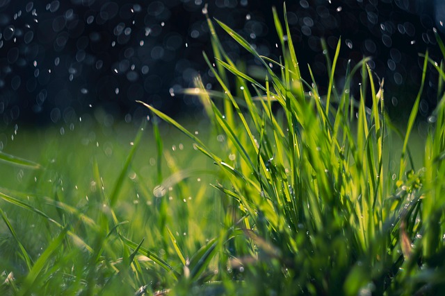 lawn-care-640x480-25274854.jpeg