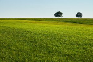 lawn-care-640x480-27715646.jpeg