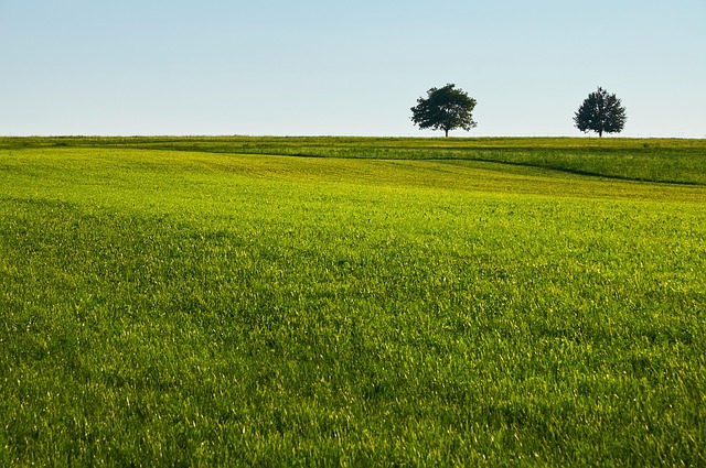 lawn-care-640x480-27715646.jpeg