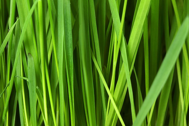 Lawn Care