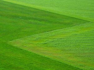lawn-care-640x480-5554158.jpeg
