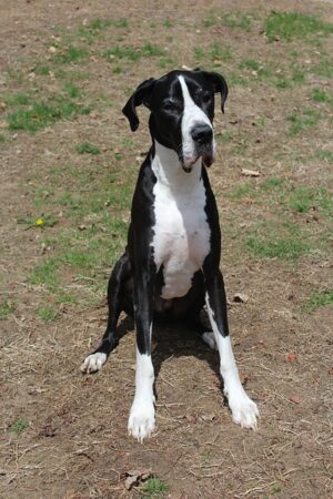 pet-sitting-640x480-13644734.jpeg