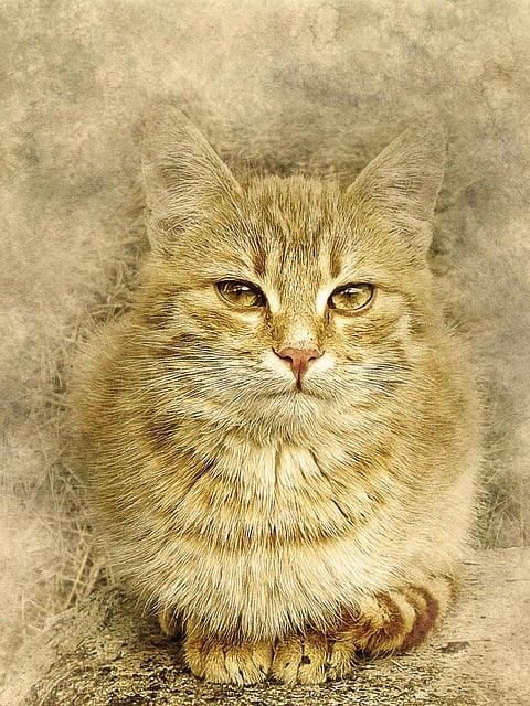 pet-sitting-640x480-21141332.jpeg